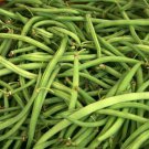 Kentucky Wonder Green Bush Bean 50+Seeds Vegetable Heirloom Non Gmo Fresh Garden