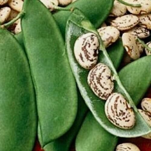 Beans Jackson Wonder Lima Beans (Bush Type) 20 + Seeds Fresh Garden