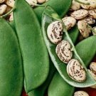 Beans Jackson Wonder Lima Beans (Bush Type) 20 + Seeds Fresh Garden