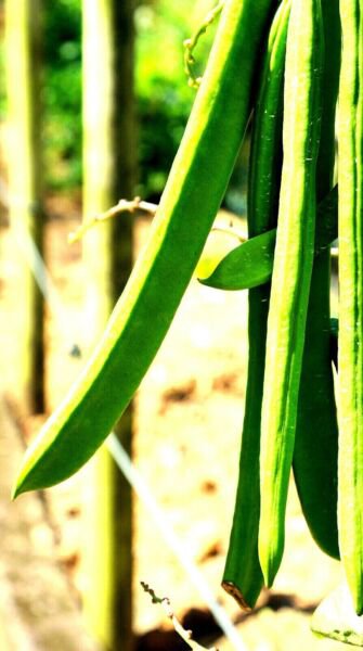 Wonder Bean 15 + Seeds Giant Jack Sword (Canavalia Ensiformis) Fresh Garden