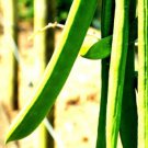 Wonder Bean 15 + Seeds Giant Jack Sword (Canavalia Ensiformis) Fresh Garden