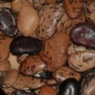 Jackson Wonder Bush 50 Organic Heirloom Seeds Fresh Garden