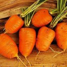 Oxheart Carrot Seeds 200 Seeds Non Gmo Fresh Garden