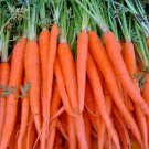 Tendersweet Carrot 4.50 Seeds Organic Summer Vegetable Fresh Garden