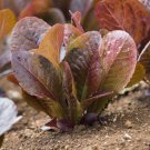 Red Romaine Lettuce 1000 Seeds Romaine Lettuce Organically Grown Fresh Garden