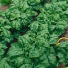 Bloomsdale Spinach 300 Seeds Non Gmo Fresh Garden