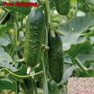 Premium Boston Pickling Cucumber Heirloom 25 Seeds Fresh Garden