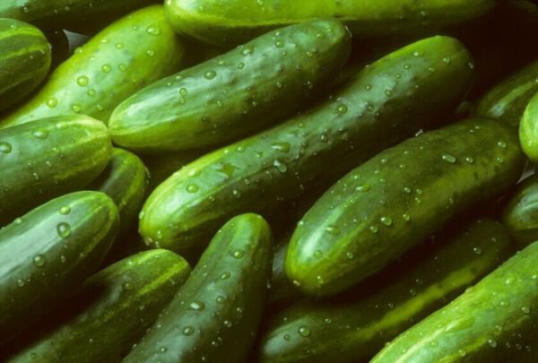 Ashley Long Cucumber Seeds 50 Vegetable Heirloom Non Gmo Fresh Garden