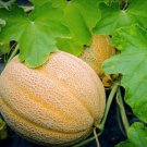 Cantaloupe ""Hales Best Jumbo""25 Seeds Fresh Garden