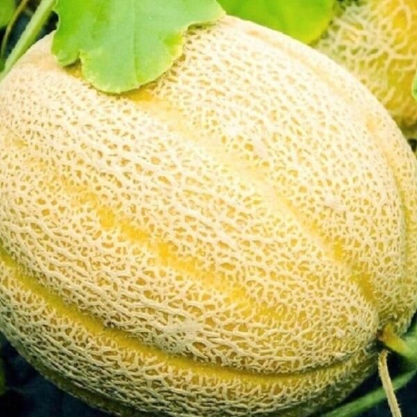 Hales Best Jumbo Melon 100 Seeds Non Gmo Cantaloupe Muskmelon Fresh Garden