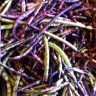 Purple Hull Pinkeye Cowpea Fresh Garden