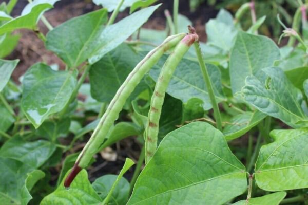 Big Boy Purple Hull Peas 100 Seeds Fresh Garden