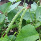 Big Boy Purple Hull Peas 100 Seeds Fresh Garden