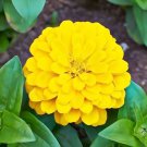 Canary Bird Yellow Zinnia 200 Big Cut Flowers Fresh Garden