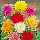 Zinnia California Giant 100 Seeds Non Gmo Beautiful Blooms Fresh Garden