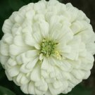 Zinnia California Giant 100 Seeds Non Gmo Beautiful Blooms White Fresh Garden