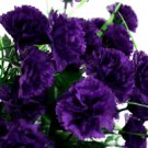 Dark Purple Carnation 100 Seeds Dianthus Flowers Perennial Fresh Garden