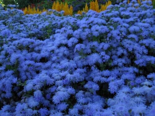 Ageratum Heirloom Blue Mink Cloud Floss Flower Deer Resist 50 Seeds Fresh Garden