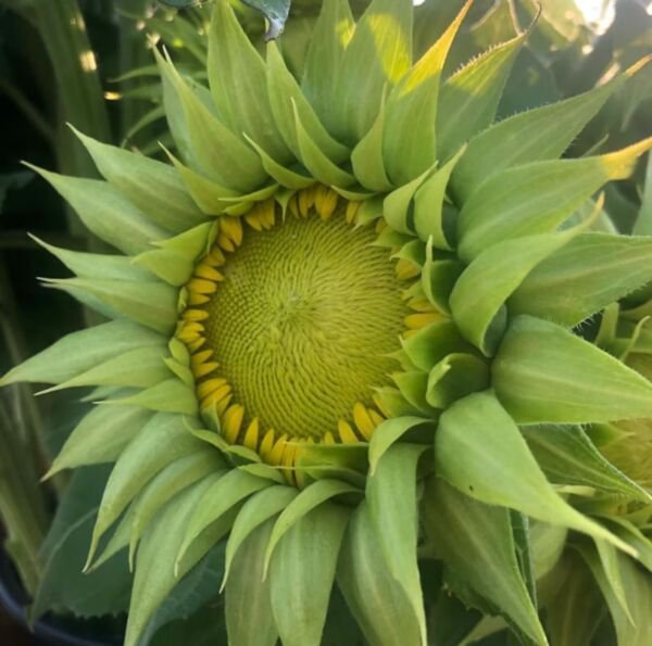 20 Sunflower Seeds Sunfill Green Sun Flowers Rare And Limited Stock Non Gmo Fresh Garden