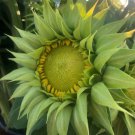 20 Sunflower Seeds Sunfill Green Sun Flowers Rare And Limited Stock Non Gmo Fresh Garden