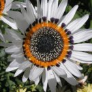 Cape Daisy Seeds Venidium Zulu Prince 50 Seeds Easy To Grown Non Gmo Fresh Garden