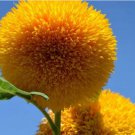 Teddy Bear Sunflower Seeds 25 Seeds Exotic Flower Non Gmo Seeds Fresh Garden