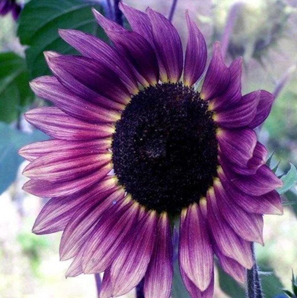 Sunflower Seeds Violet Purple 25 Seeds Tall Sunflowers Non Gmo Seeds Fresh Garden