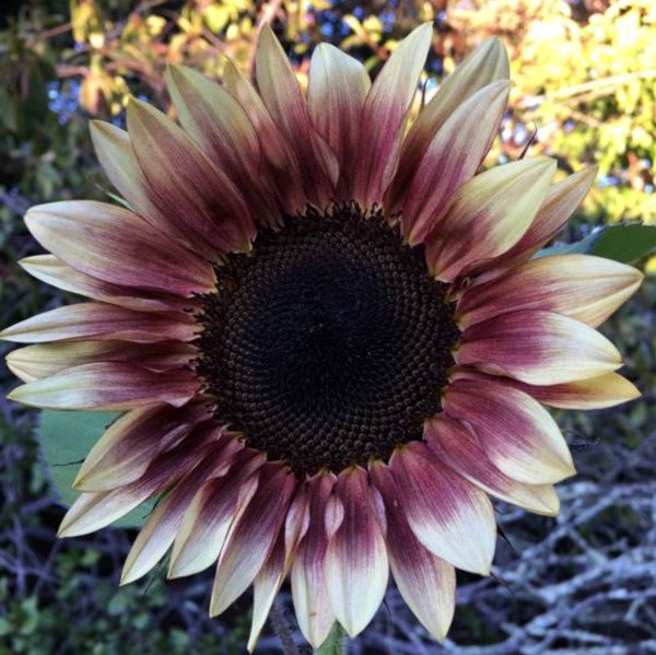 New Sunflower Seeds 20 Seeds Tall Sunflowers Multi Colors Non Gmo Seeds Fresh Garden