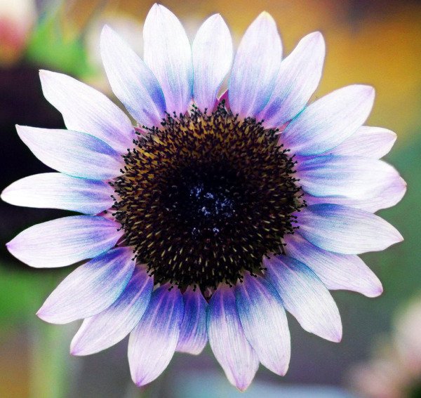 New Sunflower Seeds 20 Seeds Big White Blue Purple Petals Non Gmo Seeds Fresh Garden
