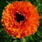 Calendula Seeds Geisha Girl Organic Edible Flower Medicinal Non Gmo 50 Seeds Fresh Garden