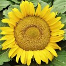 Yellow Pygmy Sunflower 50+ Seeds Non Gmo Fresh Garden
