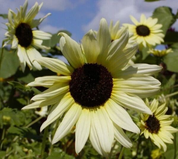 Sunflower Ice Cream (Like Italian White) 200 Seeds Fresh Garden