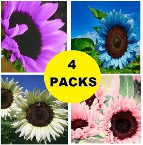 Sunflowers Purple Blue White Pink Sun Flowers 200 + Seeds Fresh Garden
