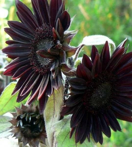 Black Sunflower Organic Non Gmo Flower Plant 20 Seeds Fresh Garden