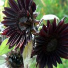 Black Sunflower Organic Non Gmo Flower Plant 20 Seeds Fresh Garden