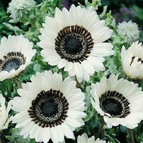 Snow White Sunflower Seeds Flowers Perennial Bloom Fresh Garden