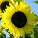 Lemon Queen Sunflower Seeds 20+ Annual Fresh Garden