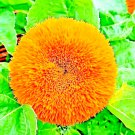 Dwarf Teddy Bear Sunflower 50 +Seeds Heirloom Non Gmo Flower Bees Fresh Garden