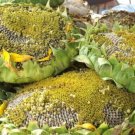 Giant Titan Sunflower Seeds Huge 24 Inch Heads 20 Seeds Fresh Garden
