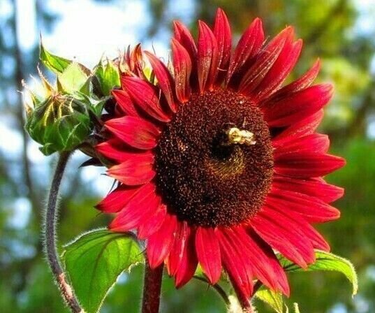 Chocolate Cherry Sunflower Seeds 20+ Annual Fresh Garden