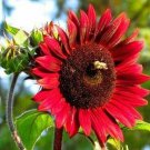 Chocolate Cherry Sunflower Seeds 20+ Annual Fresh Garden