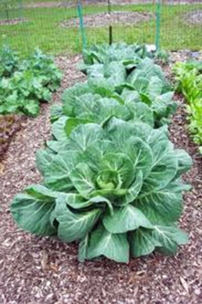 Collard Greens Seed Heirloom Non Gmo 200+ Seeds Fresh Garden