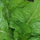 Mustard Green 1100 Seeds Florida Broad Leaf Heirloom Non Gmo Fresh Garden