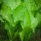 1200++ Organic Florida Broadleaf Mustard Green Seeds Fresh Garden