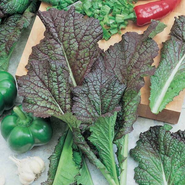 Red Giant Mustard 1000+ Seeds Non Gmo Herb Ing Micro Greens Vegetable Fresh Garden