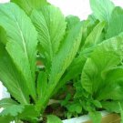 Vegetable Chinese Mustard Green Gai Choy 2000 Seeds Fresh Garden