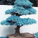 Blue Japanese Maple Acer (Palmatum Atropurpureum) 20 Tree Seeds Bonsai Fresh Garden