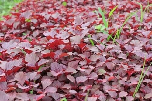 Red Spinach Red Amaranth 2000 Seeds 90% Germination Fresh Garden