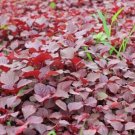 Red Spinach Red Amaranth 2000 Seeds 90% Germination Fresh Garden