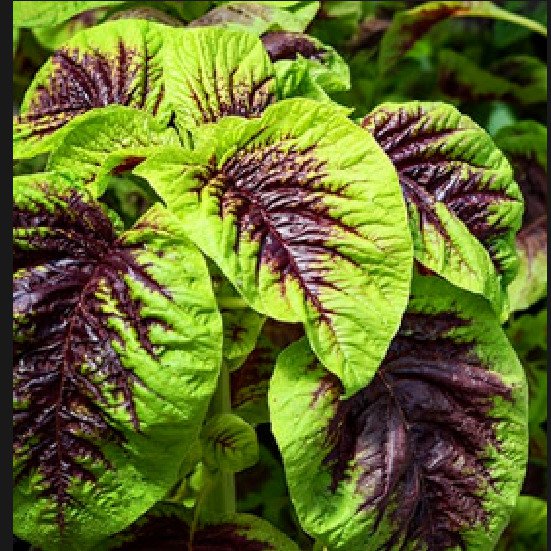Amaranth Chinese Spinach 150 Seeds Fresh Garden